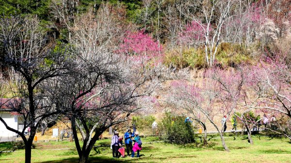 《踏莎行・武陵山櫻》2712466