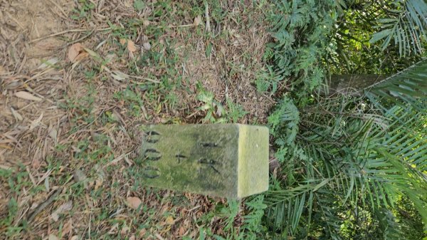 20251223芎林文林古道O走+雞寮坑山+芎林顯伯公野餐2975938