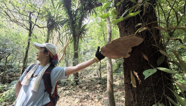 享受台北近郊陽明山小秘境楓林瀑布的清新芬多精2996551
