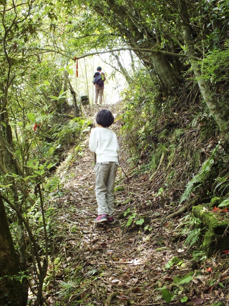 平湖森林遊樂區-(平林山 番仔坑山)16303