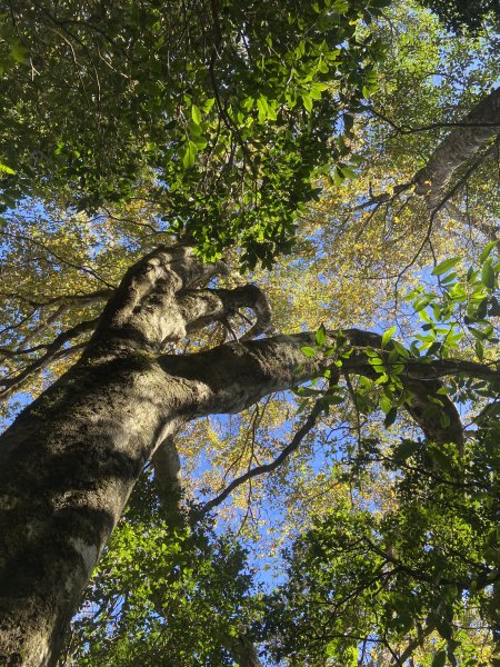 114.11.16 北得拉曼追黃金山毛櫸2937893