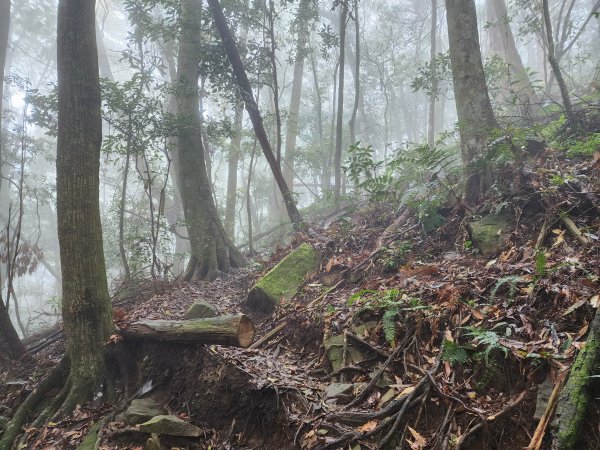 20230409那羅山、煤源山、大混山、道下山O型2141992