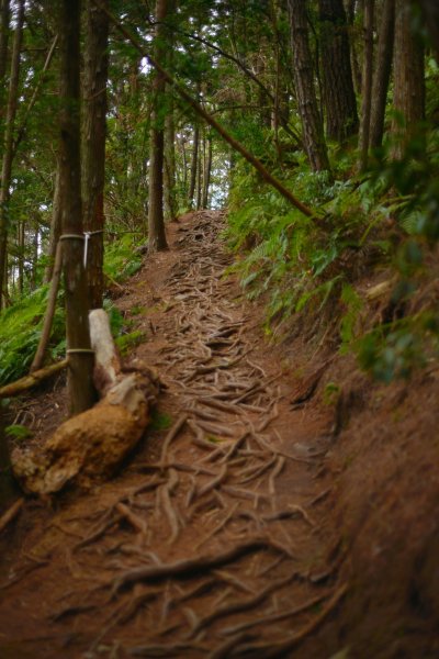 馬崙山步道2085812