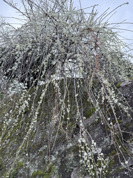 熊野古道中邊路D1 紀伊田邊、潮見峠O繞 2025.3.162744375