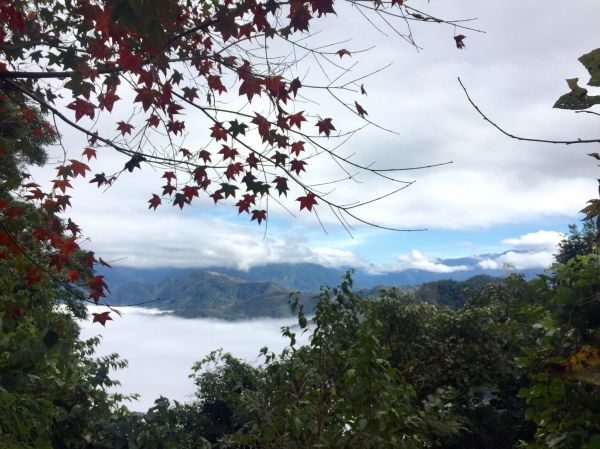 馬那邦山登山步道 2017 12 17226526