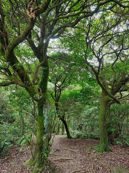 姜子寮山-小百岳#11-基隆市七堵區2248506