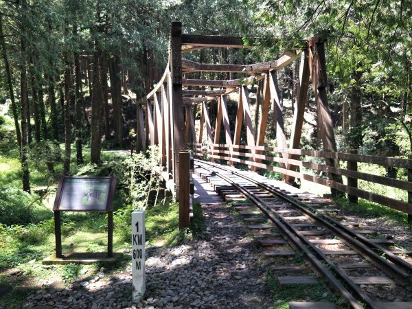 水山巨木步道1692750