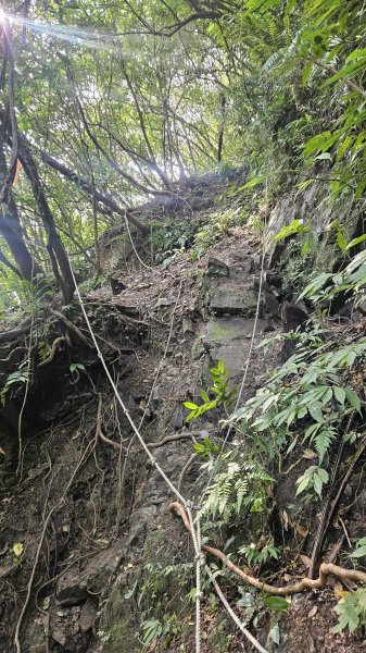 20260323后番仔坑山-內平林山-新路尾山-頂坑山-三貂嶺中心點3023691