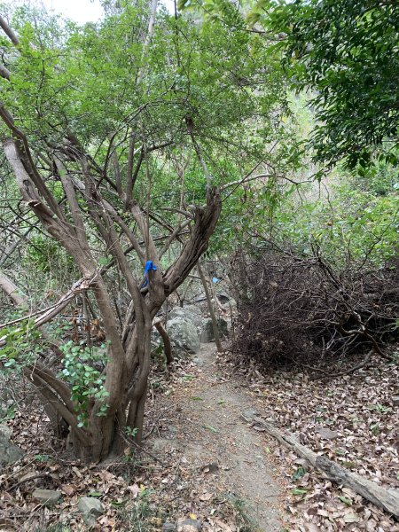 20250329屏東里龍山2750603