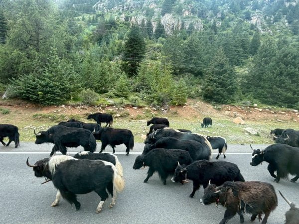 西藏♥️可愛動物🐎人物寫真/拉薩旅拍/美食2902945