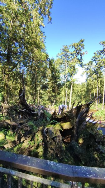 溪頭自然教育園區2938860