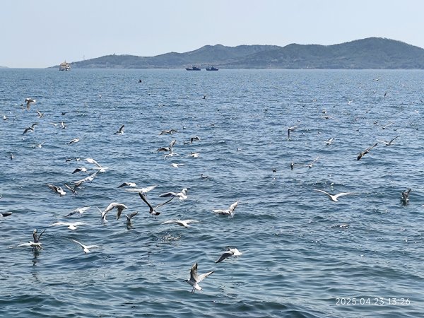 中國山東淄博知味齋大飯店、青島棧橋、青島啤酒博物館2777391