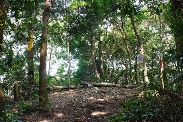 新竹 尖石 蓮包山、外鳥嘴山2914321