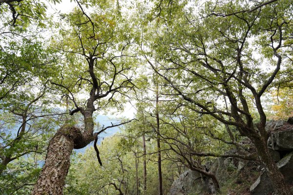 台中 和平 東卯山2674517