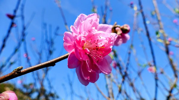 《踏莎行・貓空魯冰花》2710658