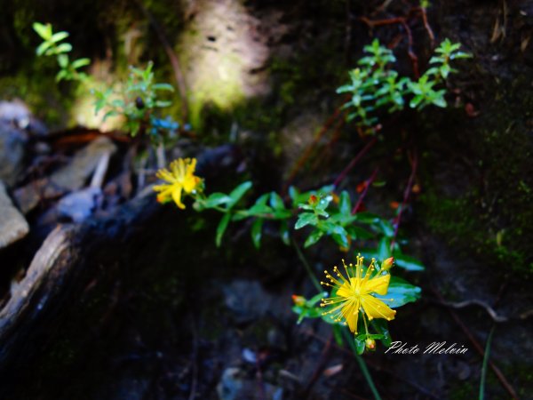 高山小花留影634617