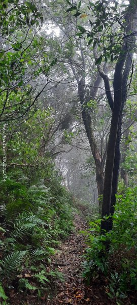 《苗栗》霧雨寒流｜三義三角山步道202512252969241