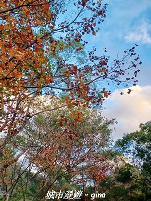 【南投仁愛】光影下的森林療育。 奧萬大國家森林遊樂區步道群2973076