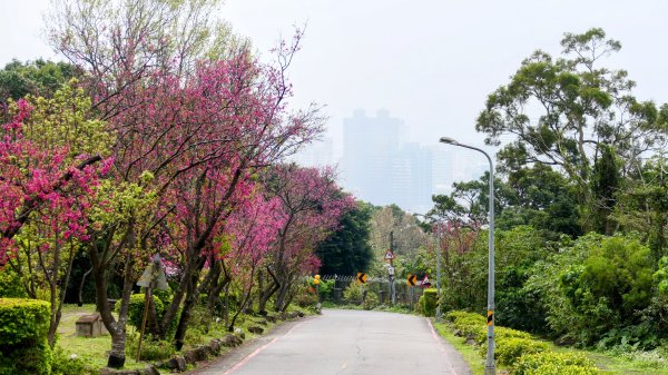 《西江月。竹子湖春》2721784