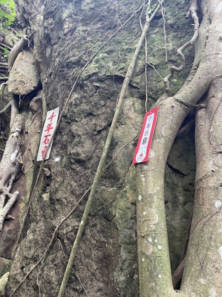 【大棟山系】百年大榕樹2858111