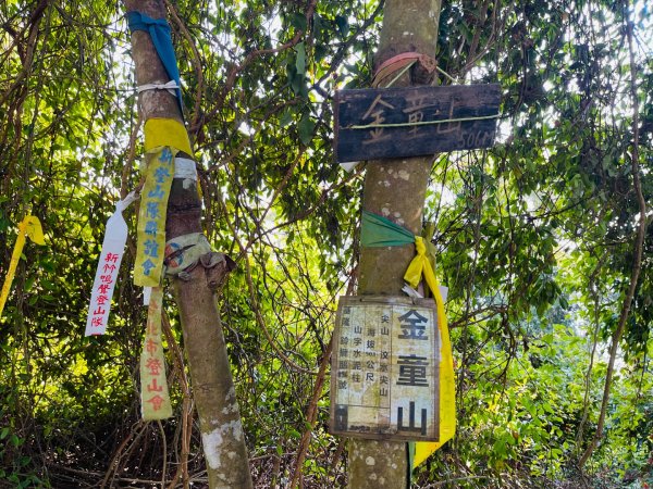 1141207金童山2957721