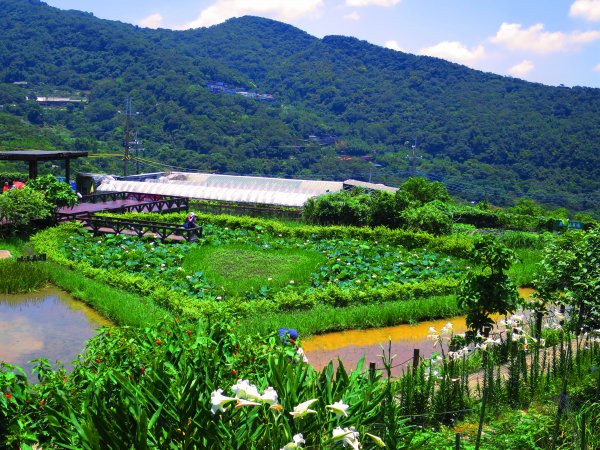 搭著捷運去旅行-白石湖賞花輕旅行610468