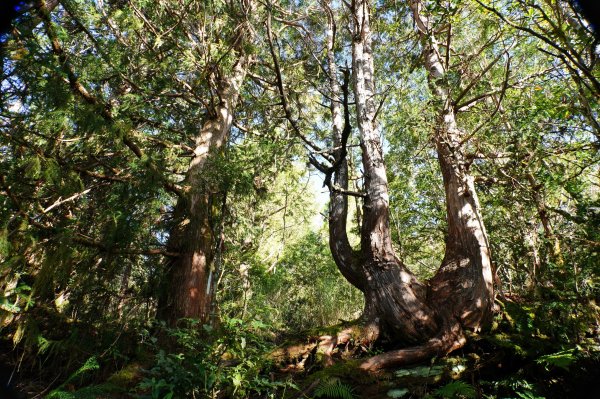 宜蘭 大同 三星山2890393