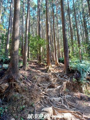 【台中和平】山林野餐。長壽山(肥崠山)山徑2969443