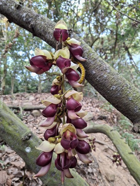 《南投》幸運之花｜草尾嶺步道賞血藤花202603293025017