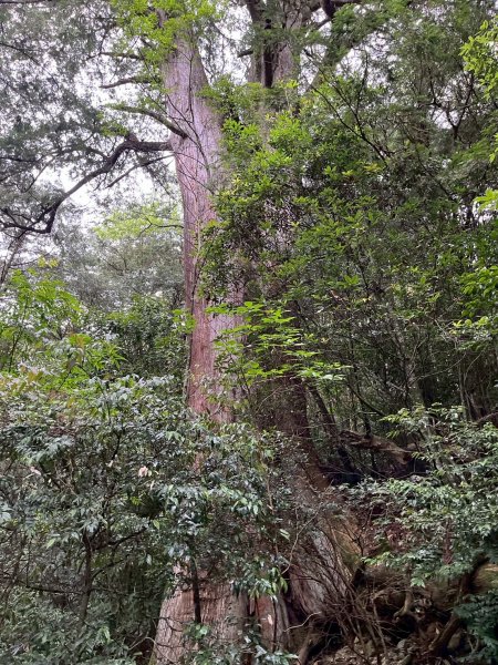 新竹 五峰 觀霧國家森林遊樂區 蜜月小徑+檜山巨木群步道2811471