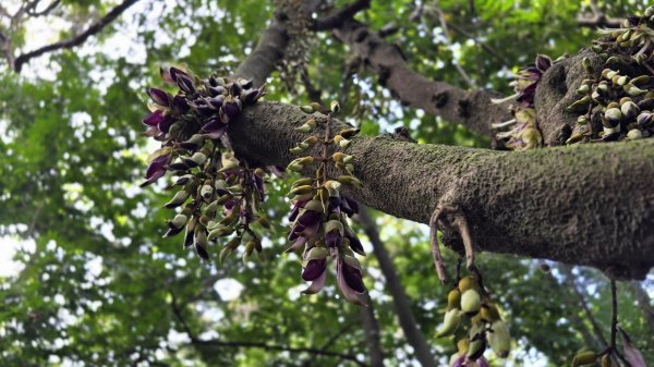 血藤秘境，步行30分鐘即可抵達，鳶山血藤大爆發，最佳賞花期只有7天，要去要快，鳶溪縱走2758582