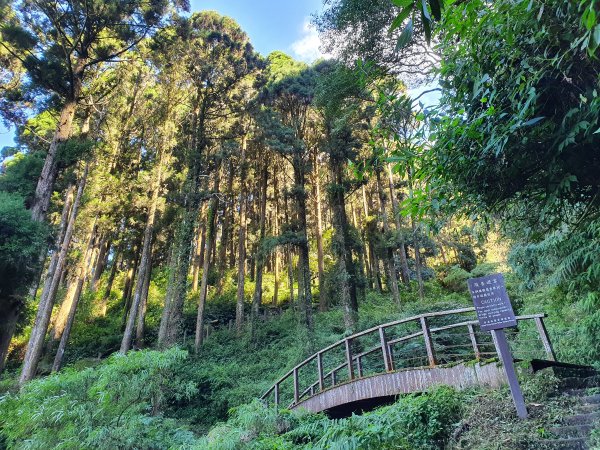 奮起湖大凍山步道