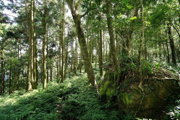新北 烏來 烏來山、大桶山、四崁水山2829257