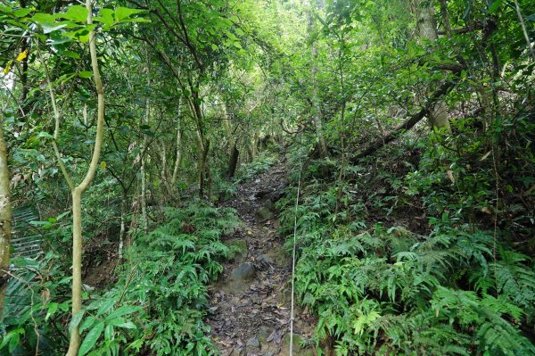 苗栗 大湖 金童山、玉女山、汶水山2806915
