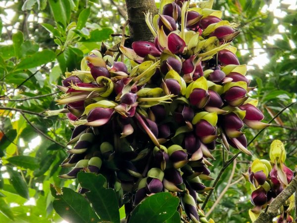 台中大坑頭嵙山（大冠鷲／木蜂／五色鳥／血藤花／鳳凰花）2756679