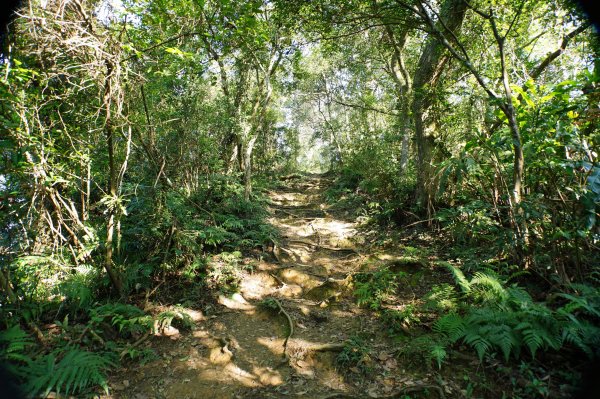 桃園 龍潭 太平山、清水坑山、石門山、小粗坑山、大竹坑山2977116
