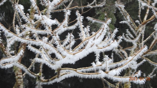 霧茫茫雪白冰封世界-太平山首度追霧淞成功202301282009473