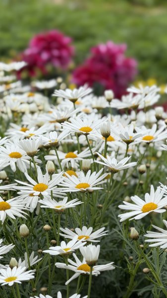 2025台北杜鵑花季｜大安森林公園｜迎曦花丘｜20250307｜峯花雪月2729831