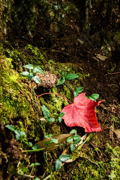 稍來山楓葉林2960870