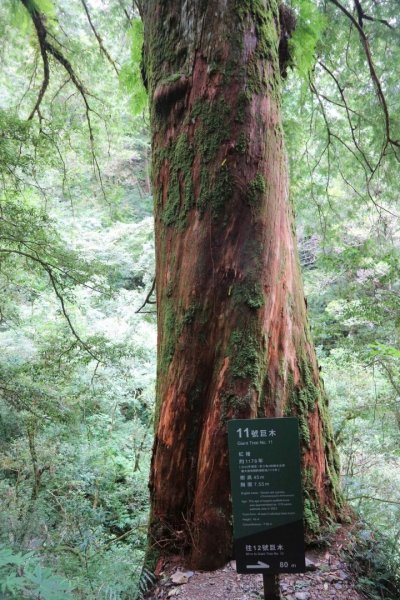 〔桃園復興〕拉拉山巨木，史詩級魔幻森林，75公頃紅檜 扁柏森林浴2237134