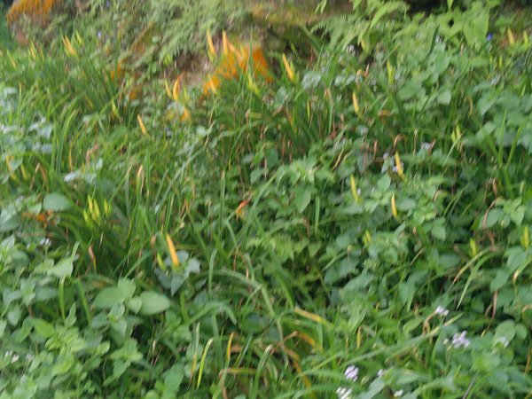 華山4-2號步道上雲嘉連峰2579377