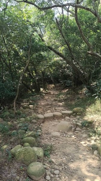 20251018 三義火炎山 南鞍古道 O型2920419