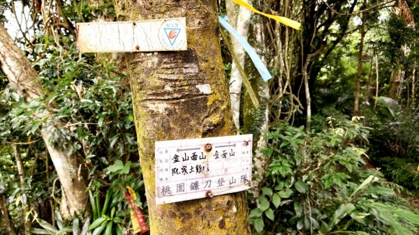 桃園金面山，金山面山，五酒桶山，南崁山，山鼻山，營盤坑古道，乳姑山，平遍山，赤柯山縱走東獅頭山1787209