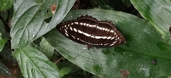 2025/07/19-大艽芎古道上溪洲山O型2841547