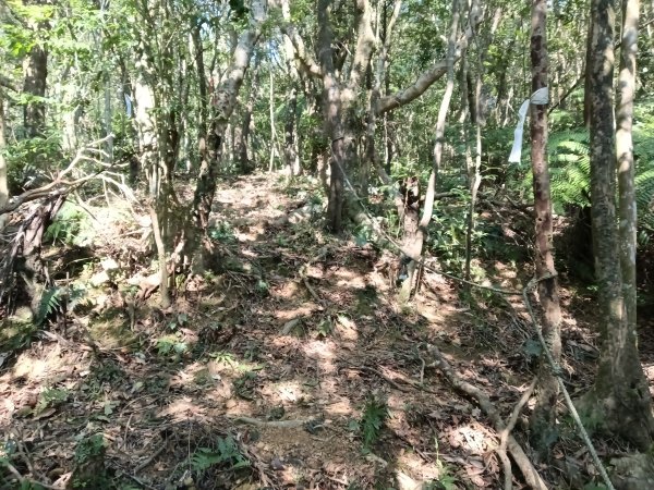 坪林區楣子寮尖+土地公遺址+火燒寮古道+枋山坑古道+枋山坑崙O型2985600