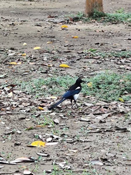 大安森林公園、大港墘公園【走路趣尋寶】【臺北健走趣】2584916