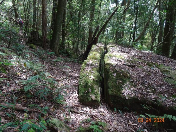 伊利雅娜產道（一般車停車處步行單程約5K產道）至登山口轉接山徑登北霞山往返2461250