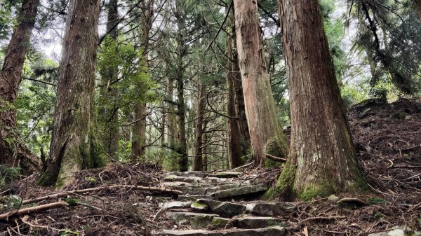 【谷關七雄】新山馬崙 - 松香裡的時光迴廊：聽山林講述歲月的故事3094010