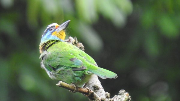 陽明山趴趴走 #琉璃光雲海 ，首拍 #綠鳩 4/272770741