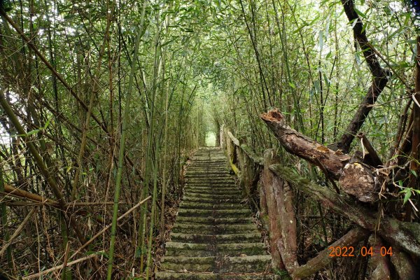 嘉義 番路 烏心石山1665789